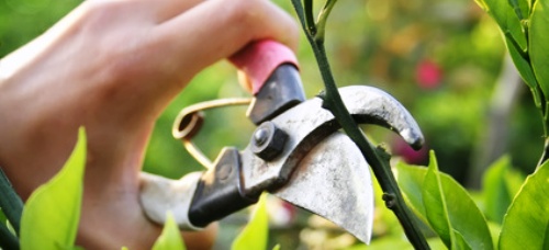 L'une des missions du jardinier : la taille de rosiers